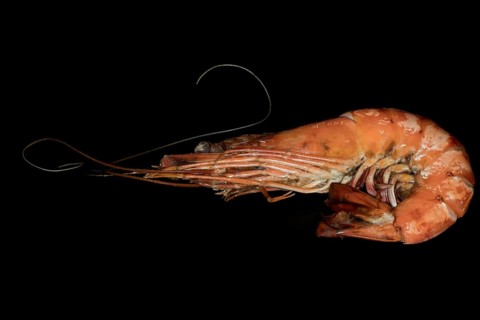 A fried giant tiger prawn