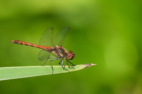 Vagrant darter