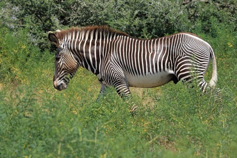 Grevy's zebra