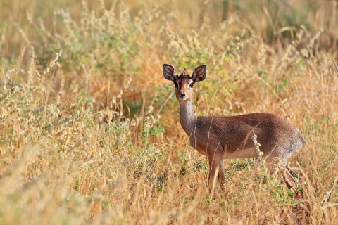 Dik dik