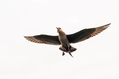 Arctic skua