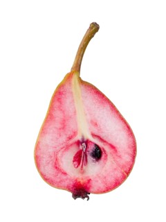 Pear variety Westphalian Blood Pear