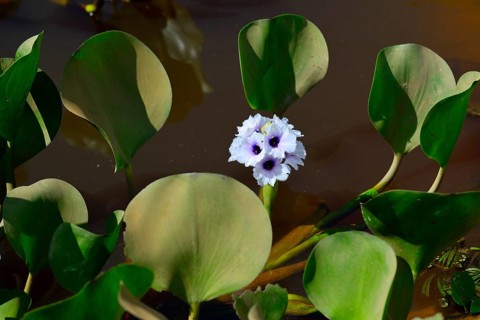 Common water hyacinth