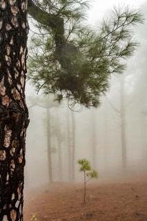 Canary island pine