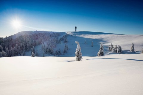 Snow-covered spruces