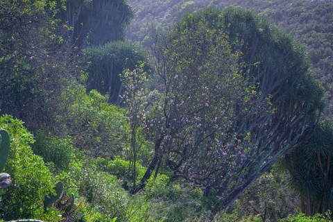 Canary canary islands dragon tree