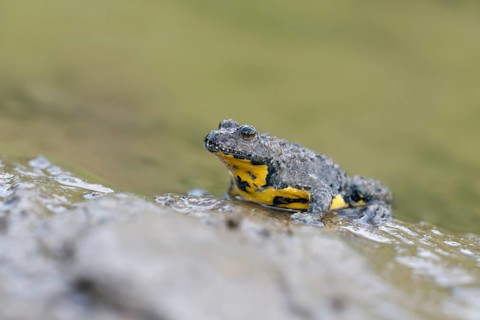 Yellow-bellied toad