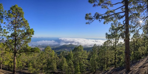 Sea of Fog and Canary Island Pine Forest