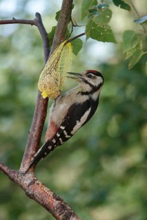 Great spotted woodpecker