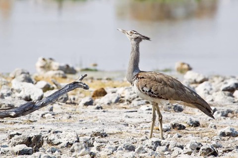 Kori bustard