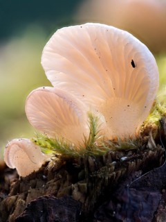 Common stump-foot