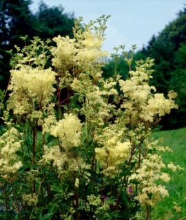 Meadowsweet