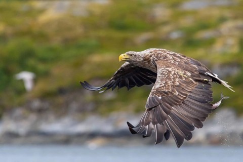 White-tailed eagle