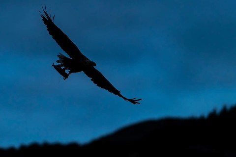 White-tailed eagle