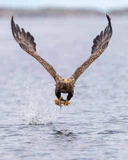 White-tailed eagle