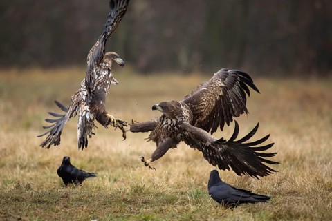 White-tailed eagle