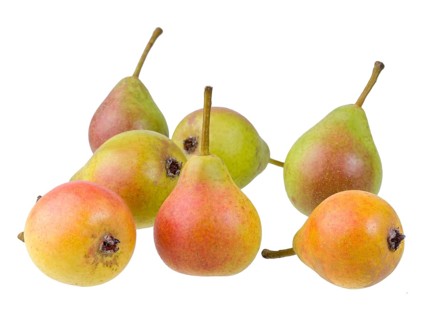 Pear variety Summer muscat pear