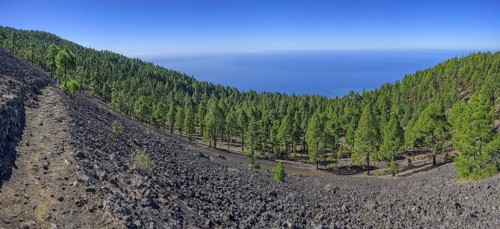 The canary island pine