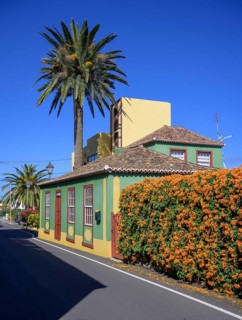 House with palm tree and flame vine or orange trumpet