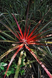 Bromeliad