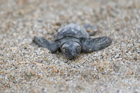 Loggerhead sea turtle