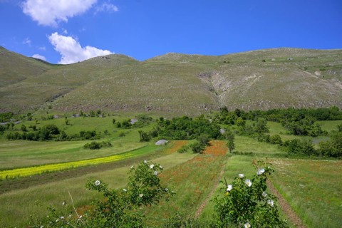 Poppy fields