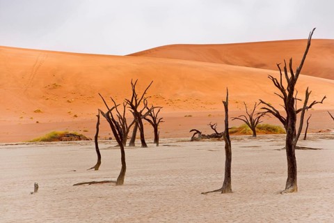 Dead camelthorn trees
