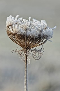 Wild carrot