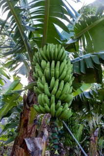 Banana plantation Banana tree