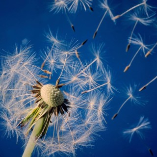 Dandelion Common dandelion