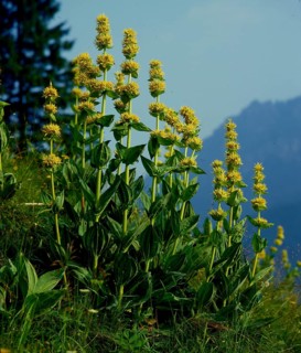 Yellow gentian
