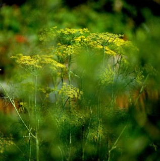 Dill