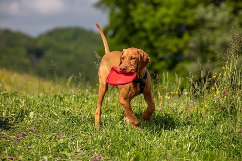 Vizsla puppy