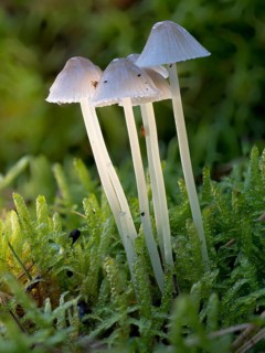 White milky milking bonnet