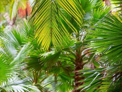 Tree ferns
