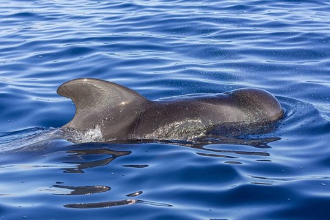 Long-finned pilot whale