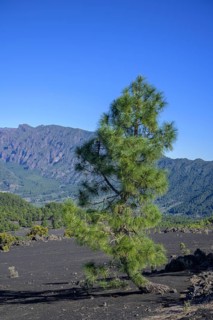 Canary island pine