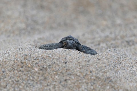 Loggerhead sea turtle