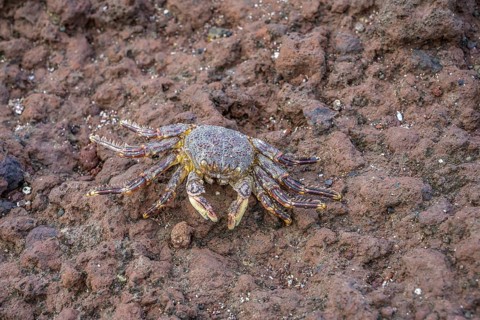 Dead crab
