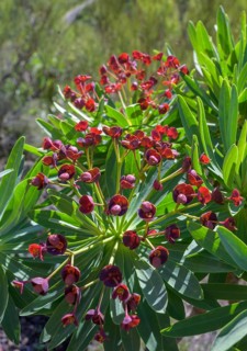 Endemic tabaiba roja