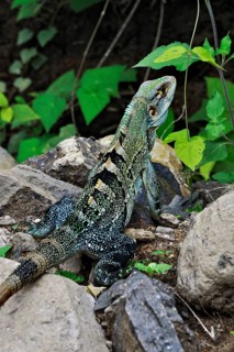 Green iguana