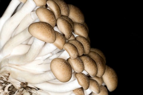 Edible beech fungus