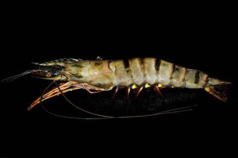 A giant tiger prawn