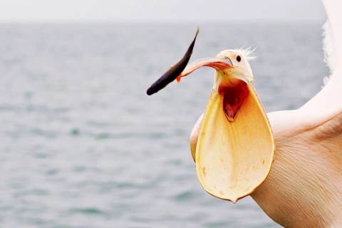 Great white pelican