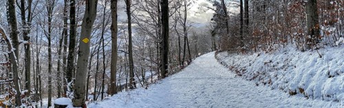 Hiking trail Panorama in the snowy forest