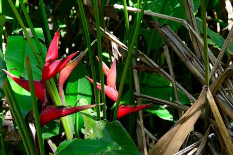 Wild false birds-of-paradise
