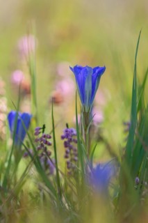 Marsh gentian