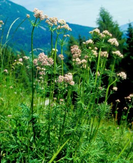Mountain arnica
