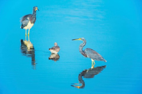 Tricolored herons