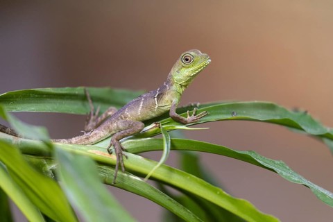 Green water dragon